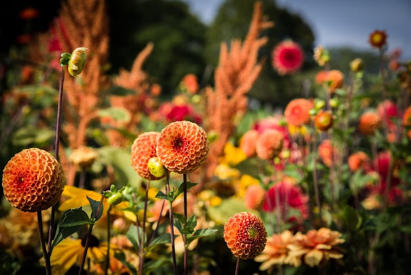 Colorful Flowers