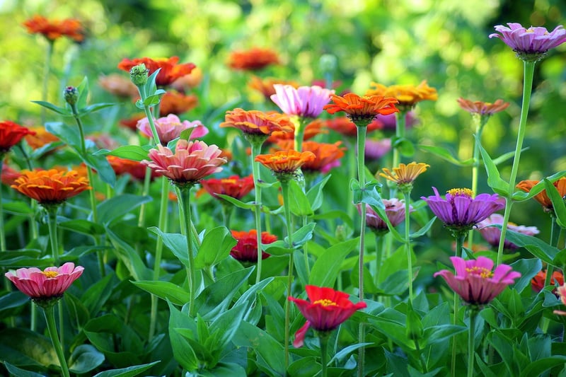 Colorful Foliage