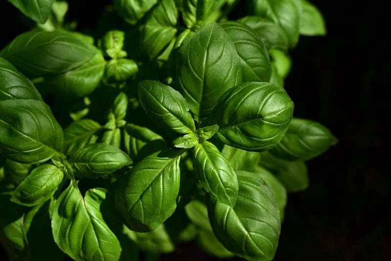 Spiral Herb Garden