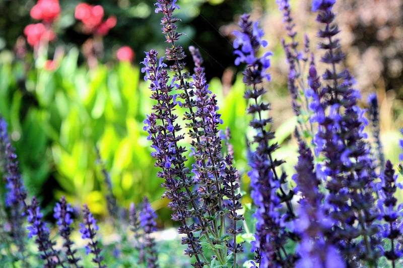 Formal Herb Garden